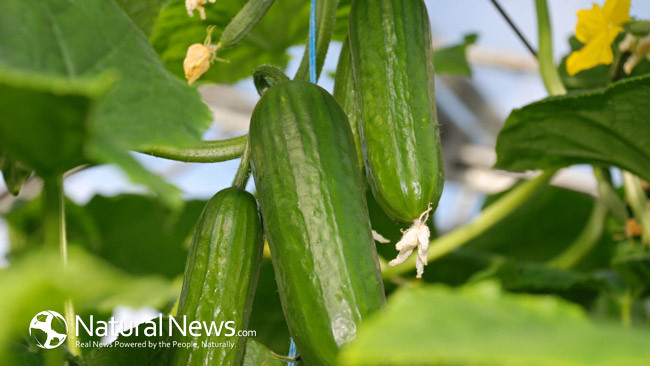 11 Uses For Cucumbers That You Should Know