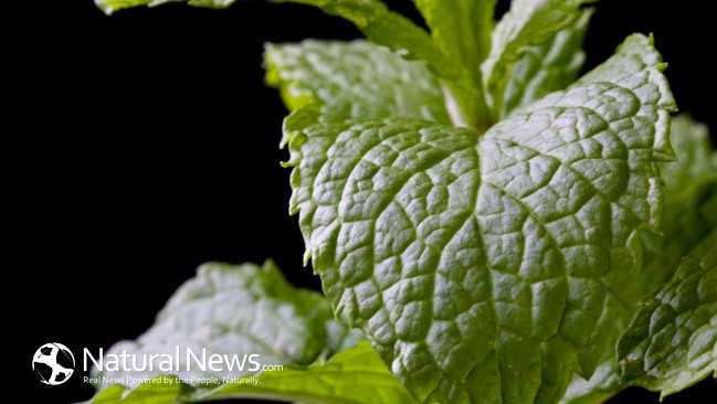 10 Uses for Peppermint Oil For Your Health and Around the Home